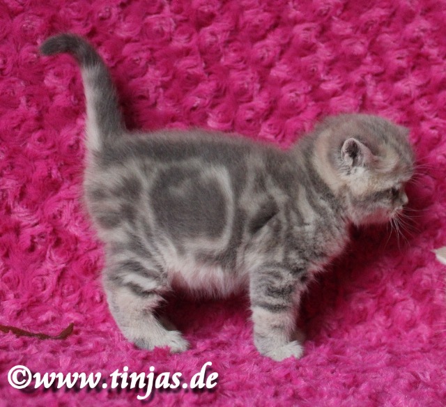 Britisch Kurzhaar Katzenbaby blue golden